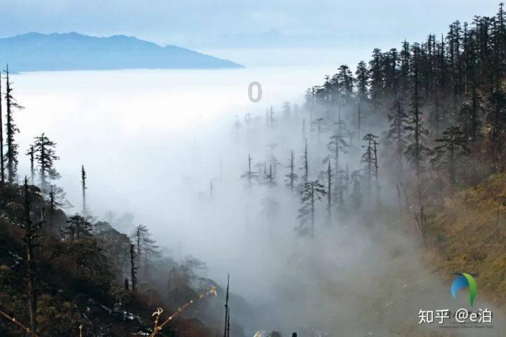 寻找萌小老虎